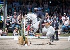 Pferd International 100